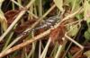 Aeshna mixta